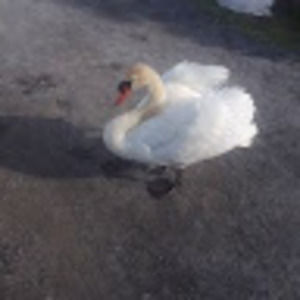 Meet your Posher, Joe